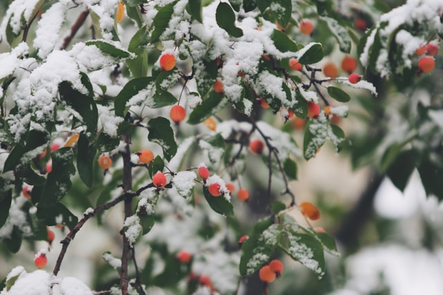 tree winter.jpg